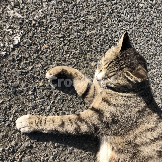 고양이,길냥이,길고양이,동물,힐링,잠자는고양이,자는고양이