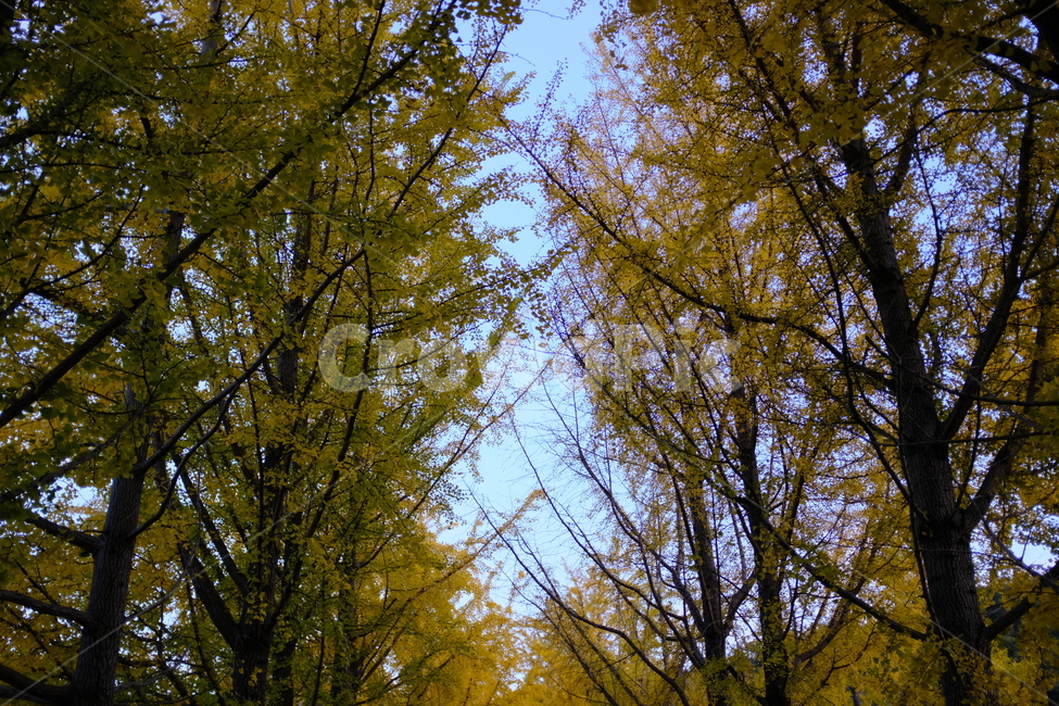 가을,은행,은행나무,노란색,fall,외로움,감성,autumn,landscape,경치,yellow,ginkgo,풍경,가을,계절,fall,autumn,season,자연,풍경,nature,landscape,식물,plants,나무,trees,wood,tree,plant,tree trunk,나무 줄기