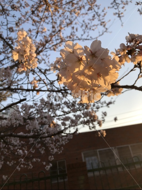 주택,아파트,벚꽃,꽃,봄,하늘,노을,감성,풍경,마당,봄,계절,spring,season,식물,자연,plants,nature,꽃,flower,plant,blossom,cherry blossom