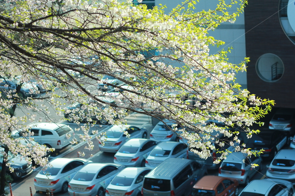 꽃,봄꽃,식물,flower,spring,봄,계절,spring,season,식물,자연,plants,nature,꽃,flower,transportation,교통,automobile,자동차,vehicle,차량,car,차,parking lot,주차장,parking,주차