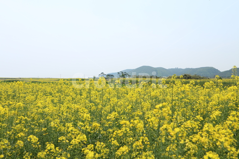 outdoors,옥외,grassland,목초지,field,들,nature,자연,호미곶,유채꽃,노랑,식물,자연,plants,nature,꽃,flower