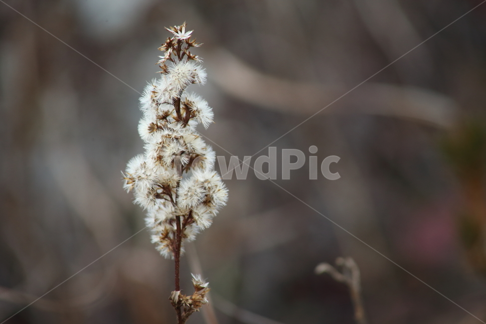 씨앗,종자,번식,식물,seed,식물,자연,plants,nature