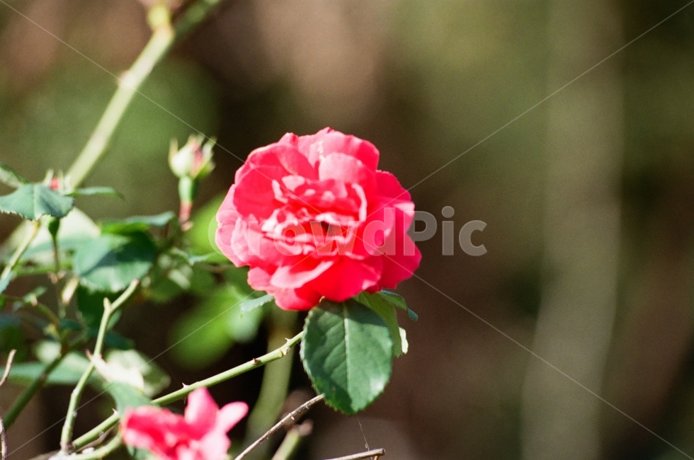 장미,빨강색,색,풀,겨울,식물,자연,plants,nature,꽃,flower,감성,sensible,feeling