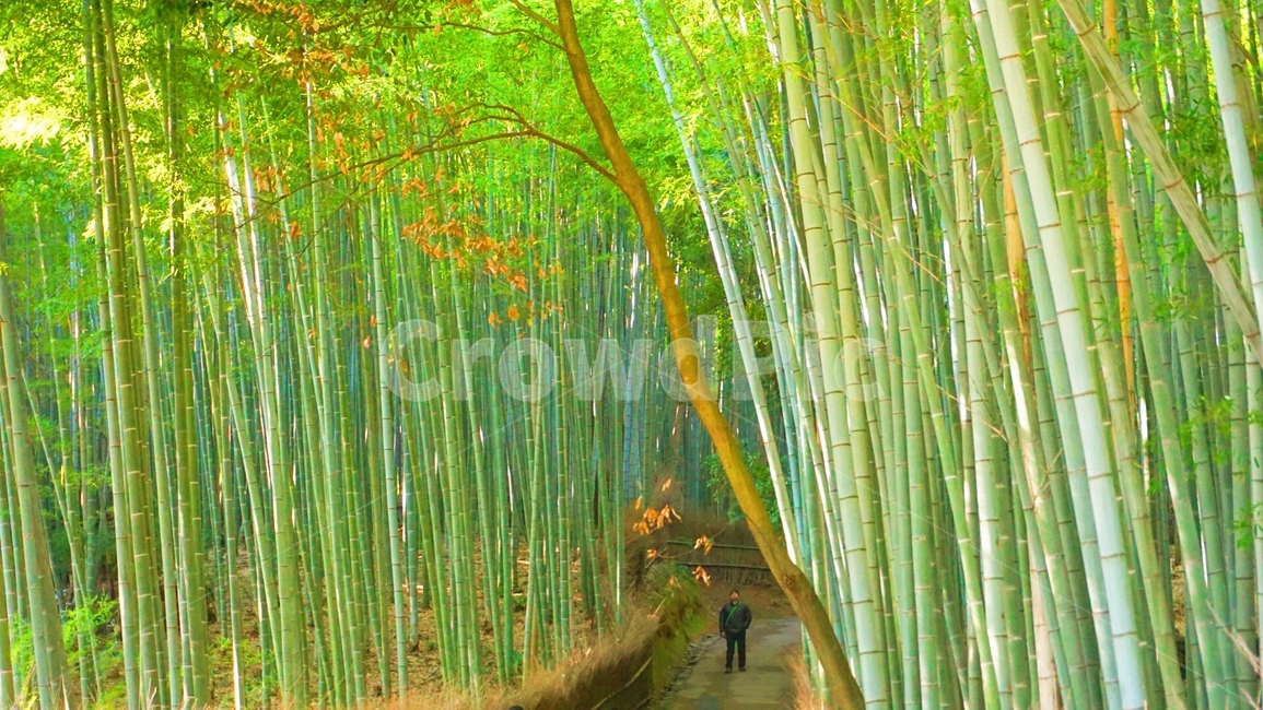 일본,대나무,여름,봄,햇빛,따듯,초록,자연,풍경,nature,landscape,plant,식물,bamboo