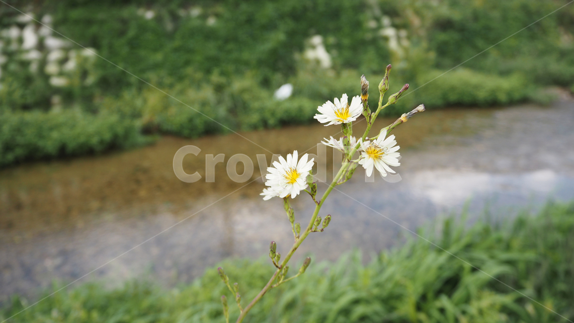 야생화,꽃,식물,wildflower,flower,plant,blossom,outdoor,야외,식물,자연,plants,nature,꽃,flower