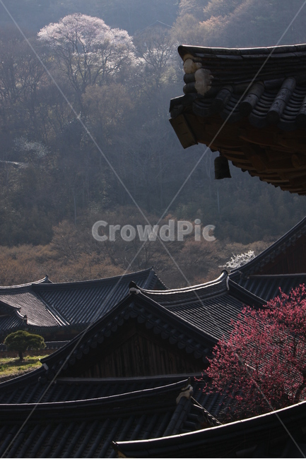 전남,구례,화엄사,흑매,매화꽃,사찰,각황전,4월,꽃,빛,봄,계절,spring,season,한국전통,한국문화,korean traditional,korean culture,종교,신앙,religion,belief,faith,건축물,건물외관,exterior,building,structure,architecture,construction,roof,지붕