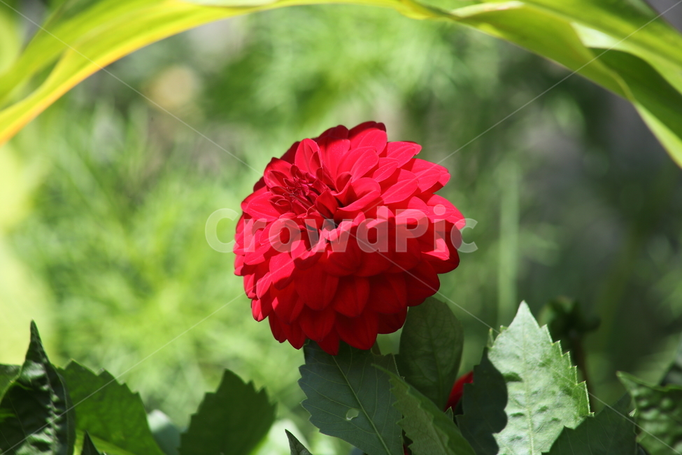 다알리아,꽃,여름,빨강,dahlia