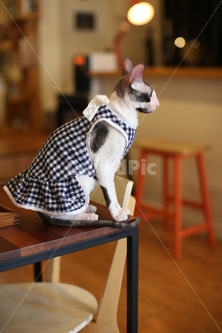 고양이,애완동물,캣카페,동물,귀여운동물,동물,animal,포유류,mammal,고양이,cat,kitten,kitty