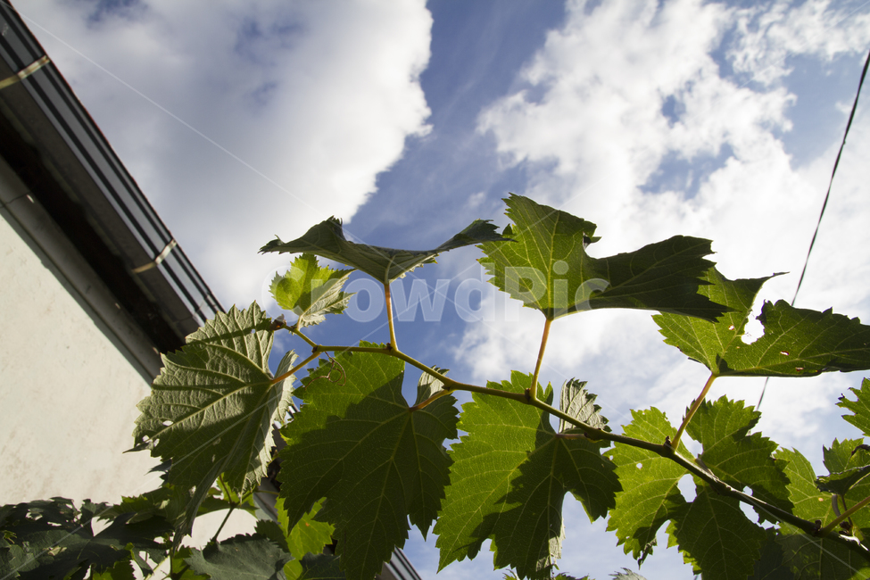 자연,하늘,구름,지붕,나뭇잎,초록색,줄기,잎,포도나무,nature,sky,cloud,roof,leaves,green,stem,leaf,식물,자연,plants,nature