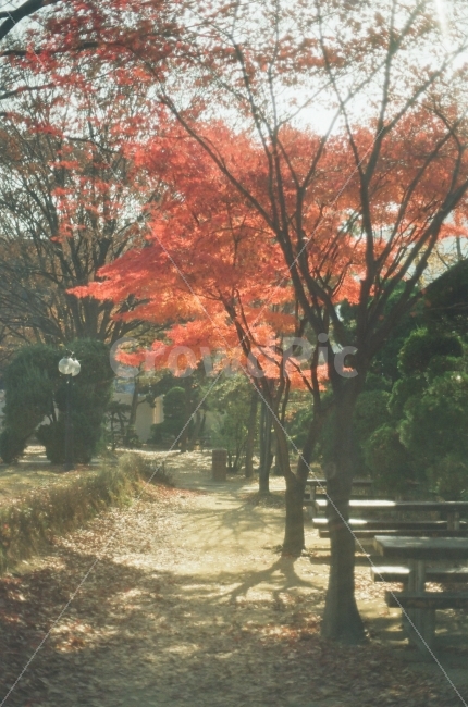 가을,단풍,가을사진,따뜻한사진,빛나는사진,필름사진,가을,계절,fall,autumn,season,식물,자연,plants,nature,나무,trees,wood,감성,sensible,feeling,tree,plant,maple