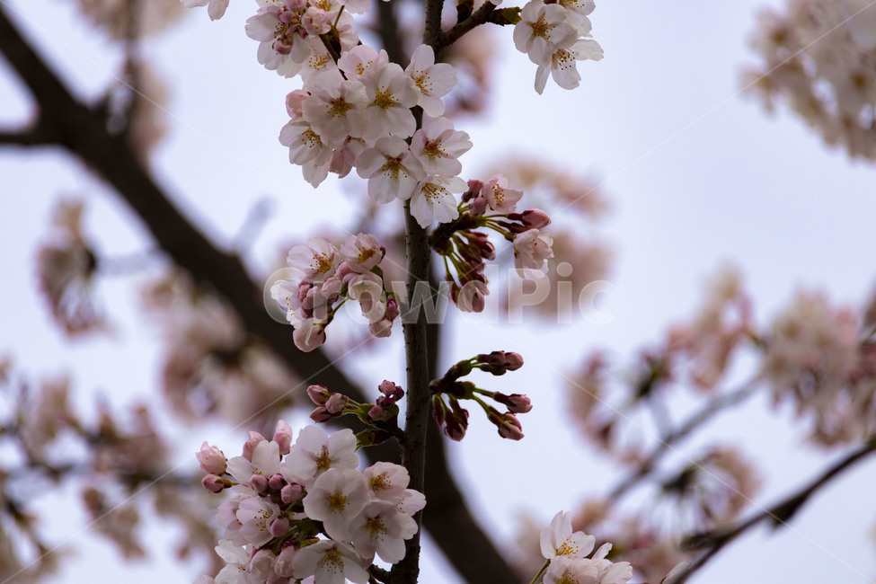 벚꽃,벚나무,cherryblossoms,봄꽃,벚나무꽃,흰꽃,식물,자연,plants,nature,꽃,flower