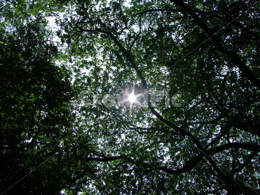 하늘,숲,햇빛,나무,여름,여름,계절,summer,season,자연,풍경,nature,landscape,light,빛,flare,플레어
