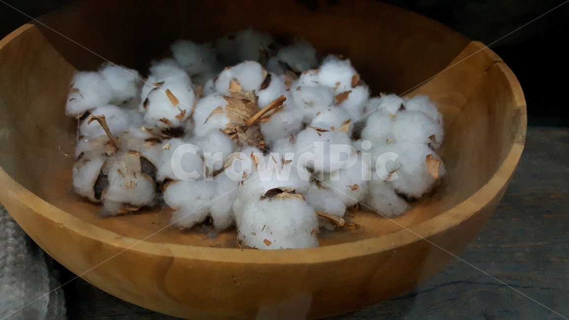 목화씨,문익점,옛날옛적에,순면100,cotten,열매,꽃말,이불,이불틀집,오가닉코튼,신혼