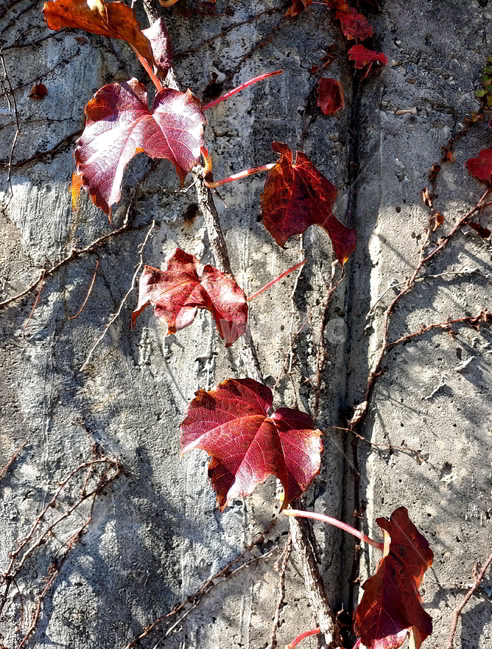 담쟁이,넝쿨,가을,식물,나무,가을,계절,fall,autumn,season,식물,자연,plants,nature,leaf,잎,plant,tree