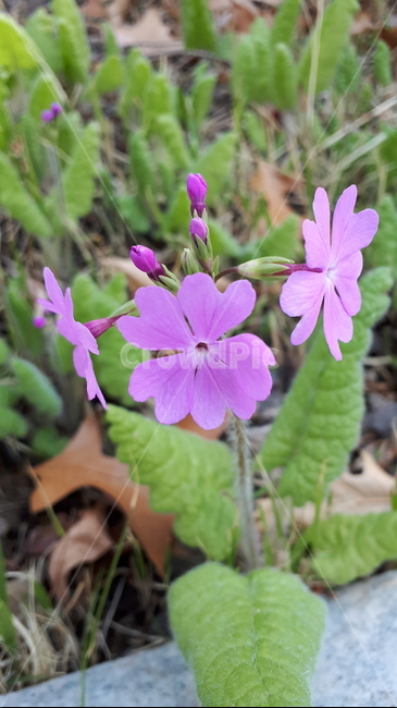 봄꽃,분홍꽃,야생화,4월,들판,분홍,핑크,pink,flower,blossom,wildflower,pinkflower,april,spring,파스텔,pastel,beautiful,식물,자연,plants,nature,꽃,flower