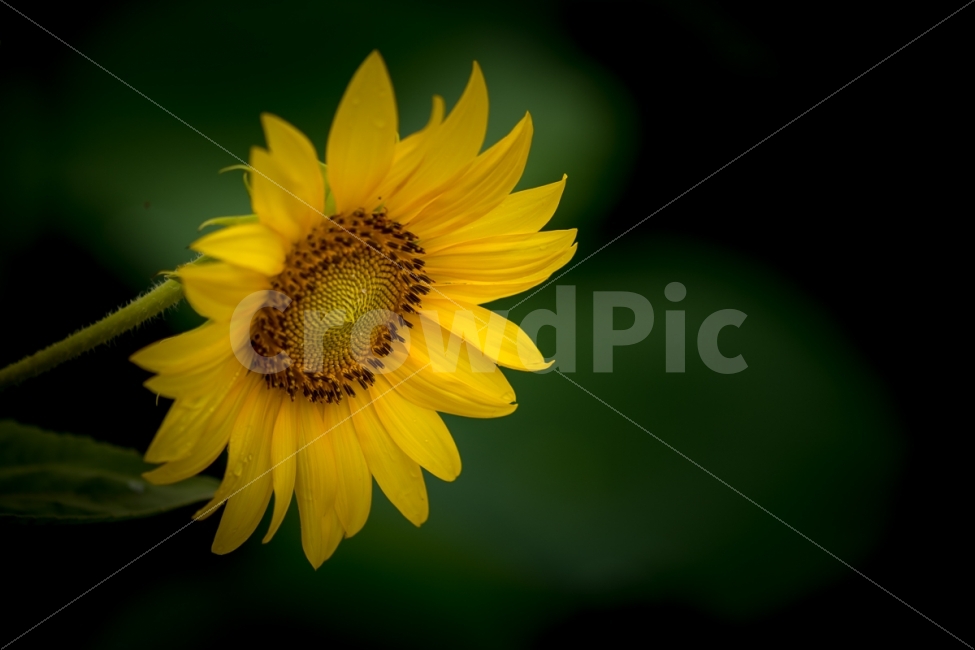 자연,풍경,꽃,해바라기,빗방울,식물,자연,plants,nature,꽃,flower