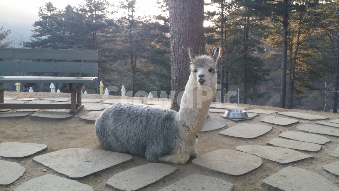 알파카,알파카월드,동물,alpaka,라마,animal