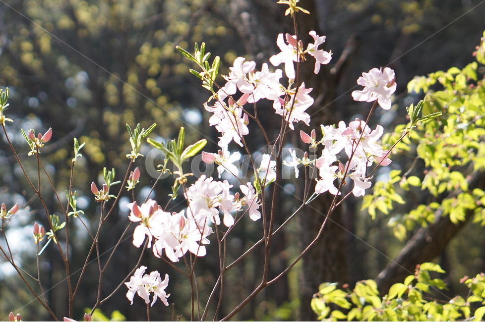 복사꽃,핑크,봄,산,낮,빛,봄,계절,spring,season,식물,자연,plants,nature,꽃,flower,plant,blossom
