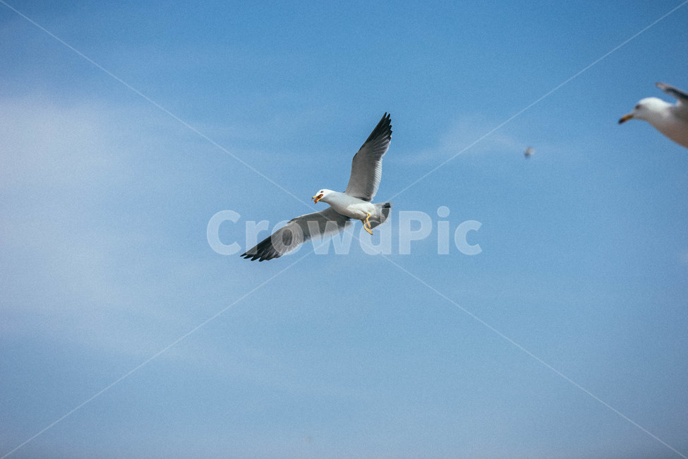 갈매기,bird,seagull,새,animal,동물,flying