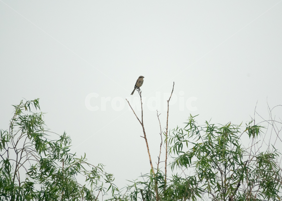 bird,새,탐조,조류,텃새,철새,동물,animal,조류,새,birds