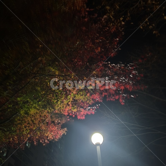 자연,낙엽,가을,가로등,단풍,밤,하늘,나뭇잎,나뭇가지,램프포스트,tree,나무,plant,식물,lamppost