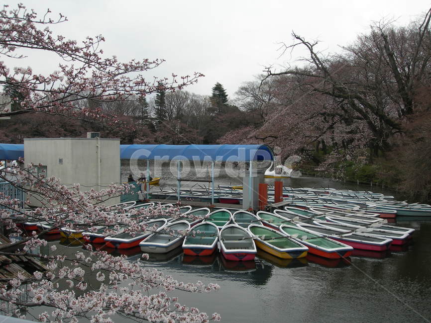 벚꽃,이노카시라공원,transportation,교통,watercraft,선박,vehicle,차량,vessel,도쿄,일본,봄,오리배,호수,lake,카누,canoe,보트