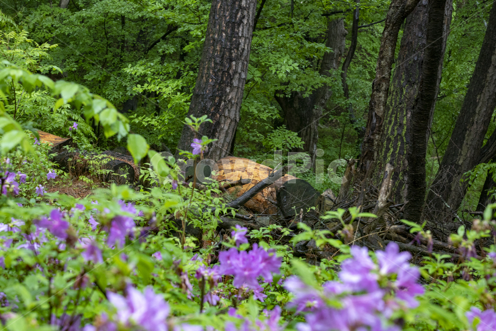 통나무,나무,자연,숲,배경,꽃,자연,풍경,nature,landscape,식물,plants,꽃,flower,나무,trees,wood,plant,potted plant,화분,pottery,도기류,jar,항아리,tree
