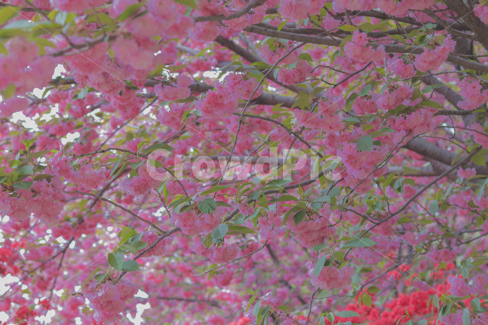 꽃,봄,꽃잎,꽃놀이,벚꽃,겹벚꽃,봄사진,봄,계절,spring,season,식물,자연,plants,nature,꽃,flower,cherry blossom,blossom,plant