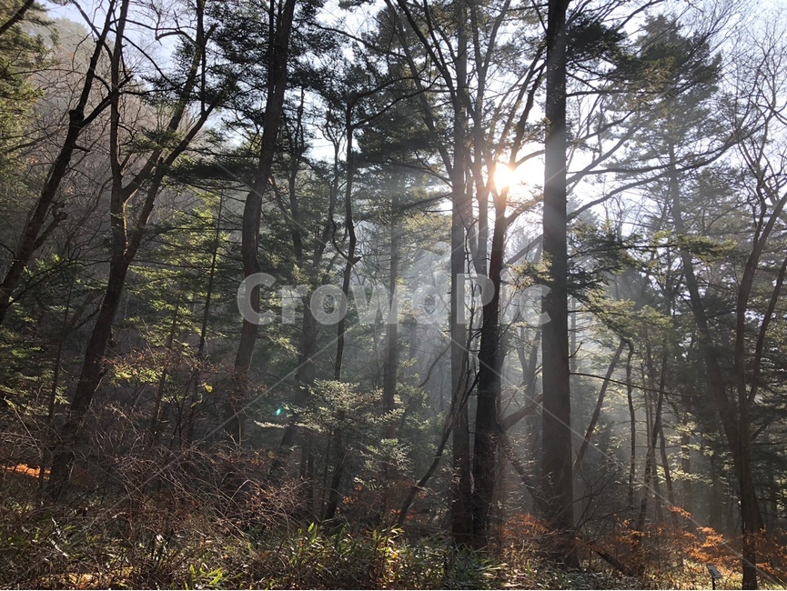 나무,숲,역광,햇빛,해