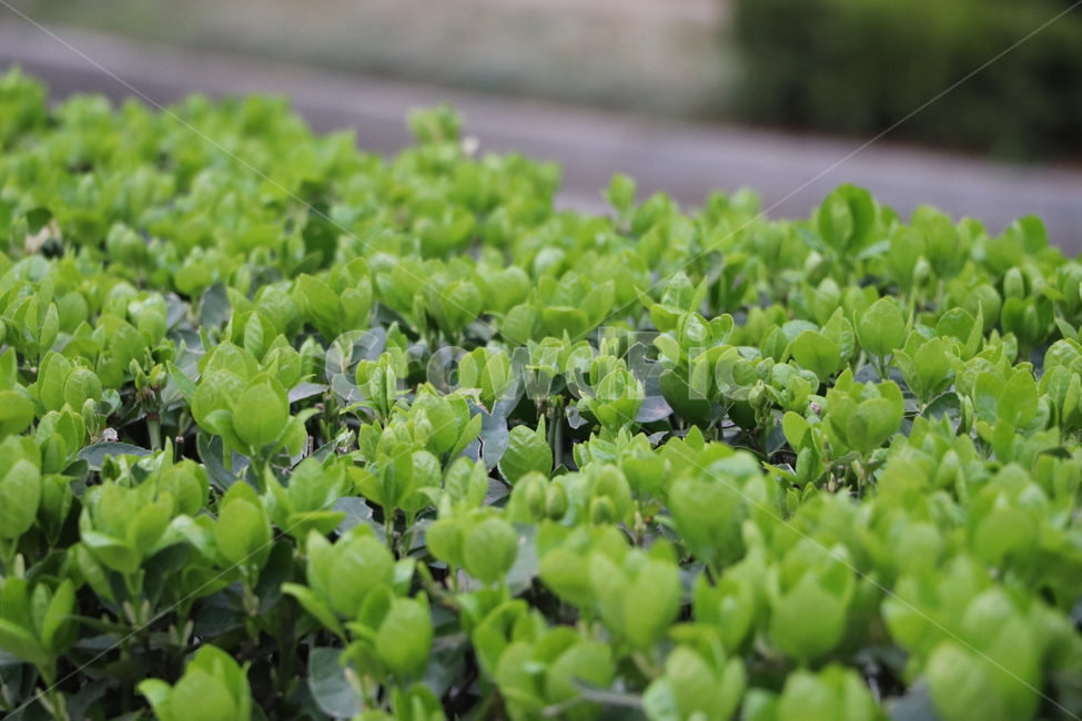식물,green,초록,화단,plants,풀,싱그러움,식물,자연,plants,nature