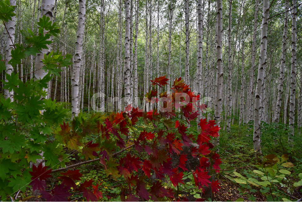 tree,나무,자작나무,brich,brichforest,자연,풍경,식물,자연,plants,nature,나무,trees,wood