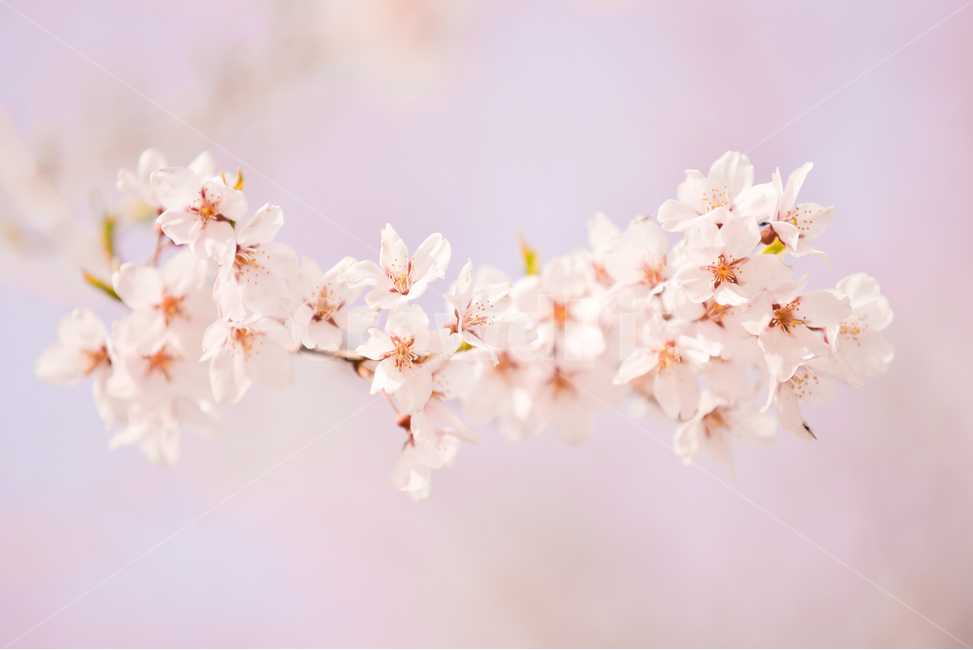분홍,꽃,벚꽃나무,나무,핑크,벚꽃,하늘,분위기,감성,봄,계절,spring,season,식물,자연,plants,nature,꽃,flower,plant,blossom