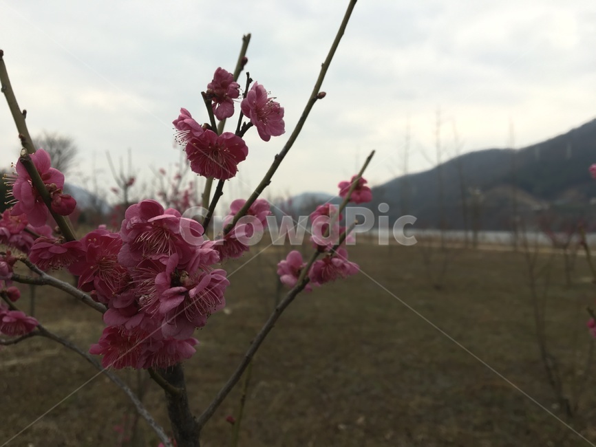 봄,새싹,꽃,꽃봉오리,시작,자연,식물,자연,plants,nature,꽃,flower