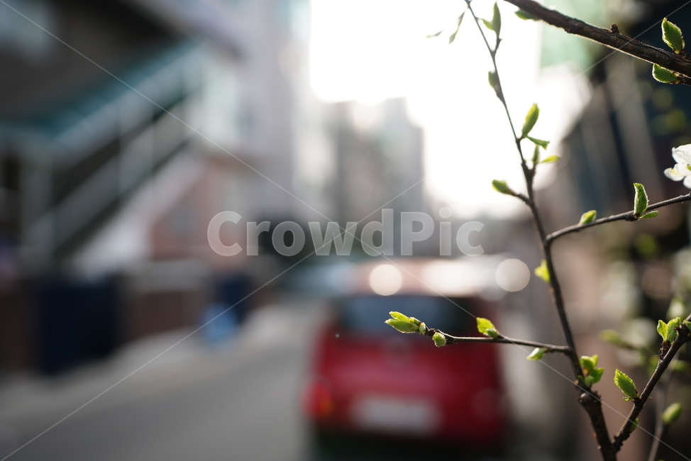 봄,감성,느낌,계절,생명,생물,식물,잎,자연,식물,자연,plants,nature
