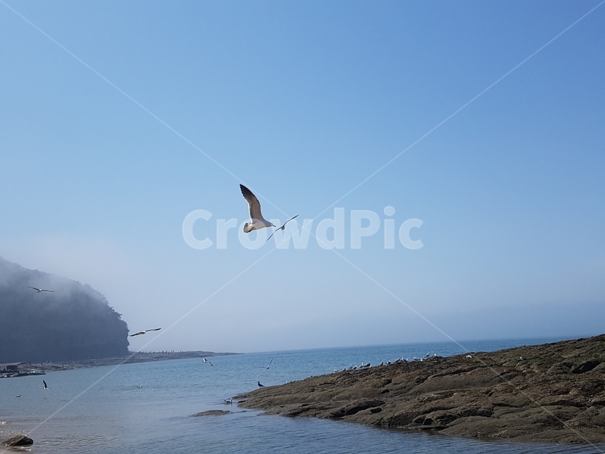 하늘,바다,해변,파도,갈매기,동물,animal,조류,새,birds