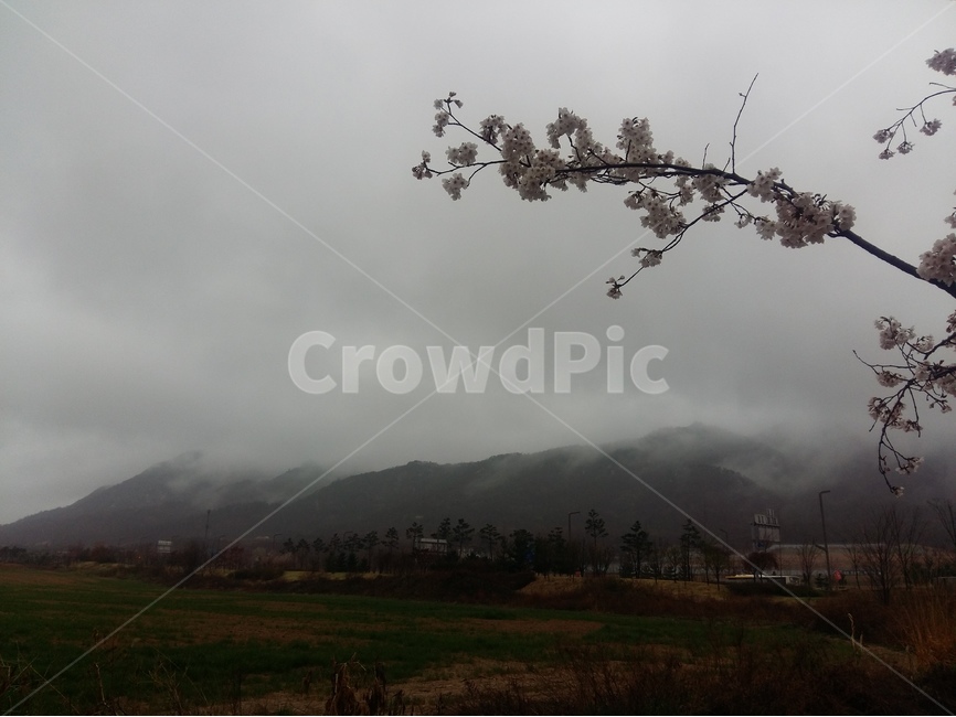 비,먹구름,봄,산,나무,봄,계절,spring,season,자연,풍경,nature,landscape,식물,plants,꽃,flower,outdoors,옥외,weather,날씨