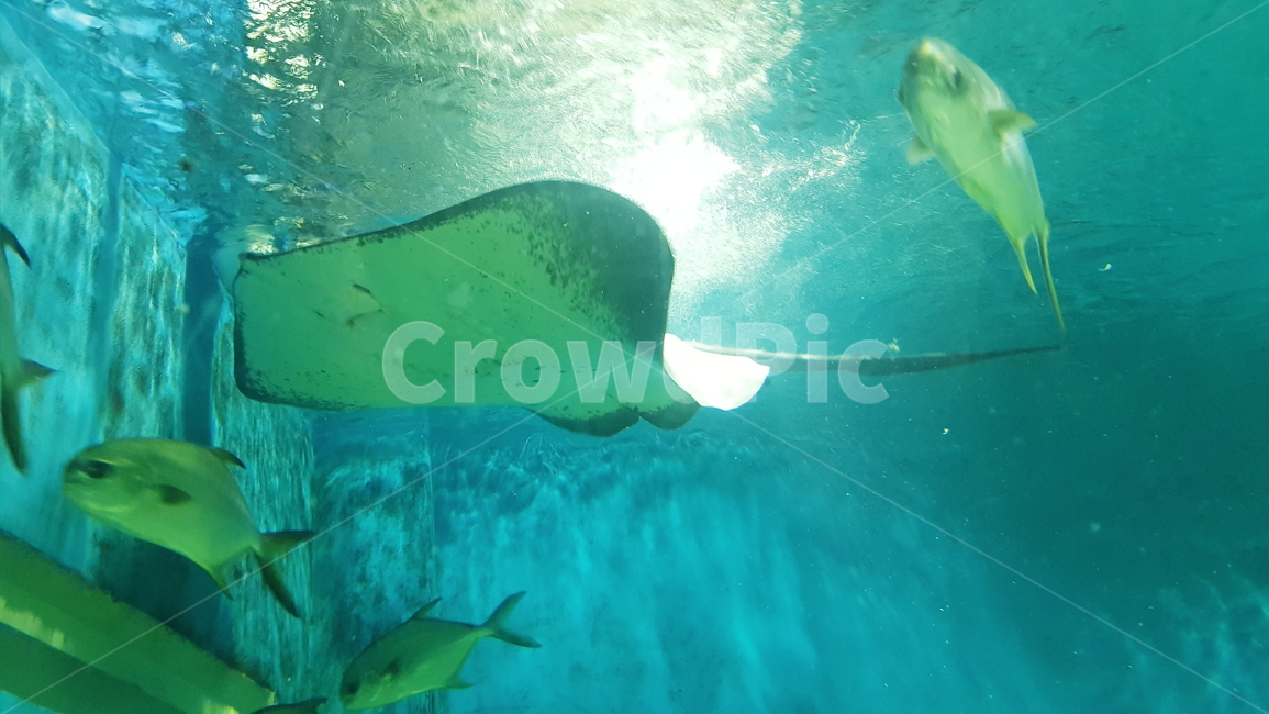 수족관,아쿠아리움,투명,가오리,어류,수조,해양,aquarium,산호,바위,물속,동물,animal,어류,물고기,fish