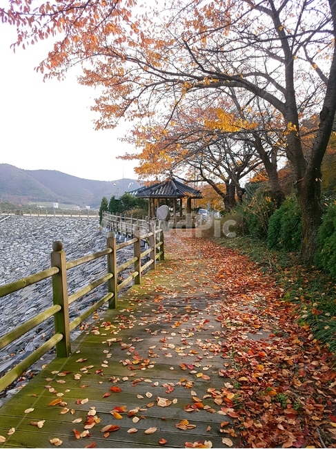 가을,낙엽,단풍,산책로,정자,댐,풍경,자연,울긋불긋,가을,계절,fall,autumn,season,자연,풍경,nature,landscape,한국자연풍경,한국자연경관,korea nature landscape,plant,식물,tree,나무,leaf,잎