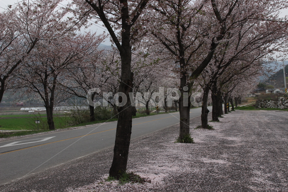 쌍계사,벚꽃길,벚꽃,꽃,하동,한국,봄,계절,spring,season,식물,자연,plants,nature,꽃,flower,plant,asphalt,아스팔트,blossom,cherry blossom