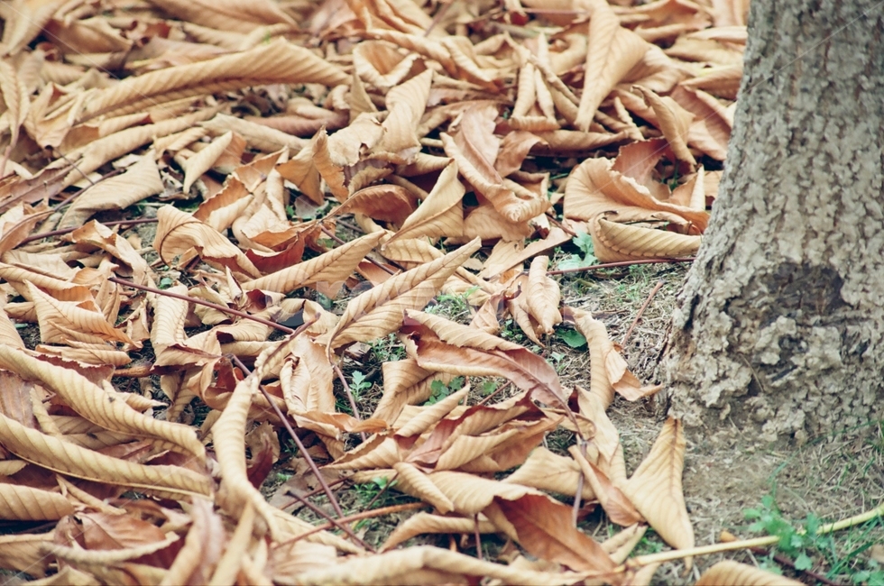 필름카메라,필름사진,감성사진,하늘공원,억새축제,가을,계절,fall,autumn,season,plant,식물