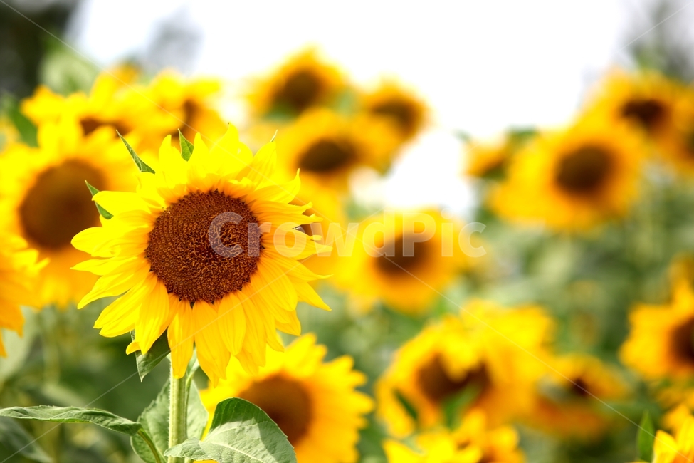 해바라기,노란색,꽃,plant,flower,식물,식물,자연,plants,nature,꽃,flower