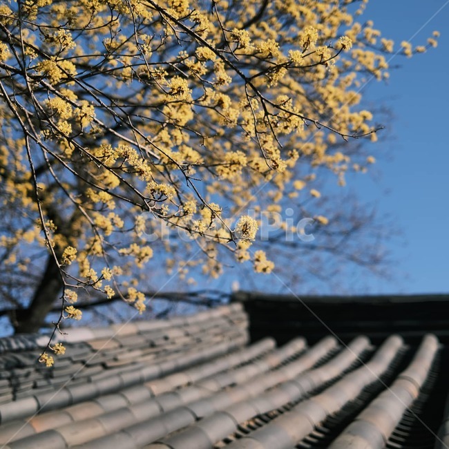 landscape,scenery,scene,view,roof,지붕,꽃,산수유,yellow,노란색,bluesky,하늘,sky,floral,blossom,flower,petal,temple,traditional,korea,seoul,봉은사,samsungstation,풍경,자연,봄,spring,nature,natural,만개
