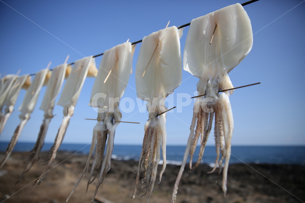 오징어,한치,제주,바다,바람,음식,식재료,요리,food,cook,meal,dishes,food reserves,수산물,해산물,fishery products,seafood,산업,industry,industrial,어업,fishery,fishing industry