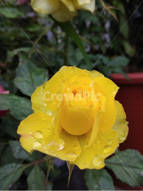 꽃,플라워,봄,봄꽃,뷰티풀,flower,bloom,beautiful,장미,rose,plant,식물,식물,자연,plants,nature,꽃,flower
