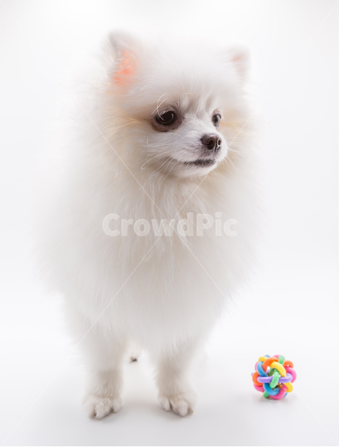포메리안,dog,강아지,포메라니안,포메,흰강아지,개코,눈코입,반려견,동물,animal,포유류,개,눈동자,흰색배경,doggy,멍멍이,장난감,고무공,동물,animal,포유류,mammal,개,강아지,dog,doggy,누끼,remove background