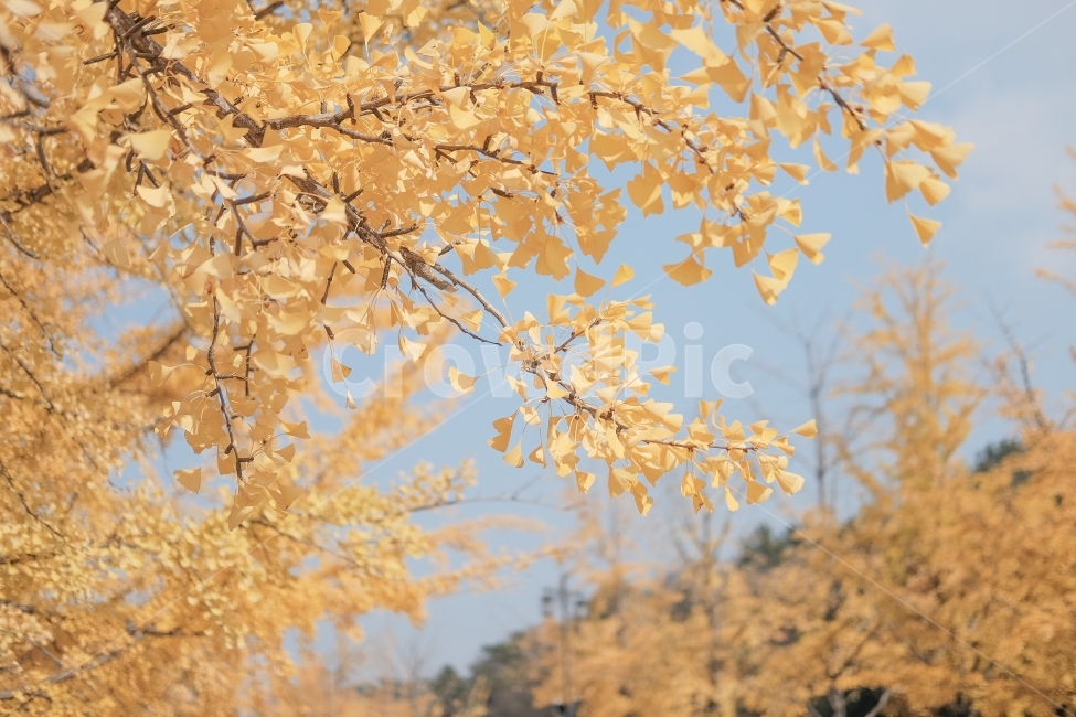 가을,은행나무,단풍,노란색,햇살,가을,계절,fall,autumn,season,식물,자연,plants,nature,감성,sensible,feeling,tree,나무,plant