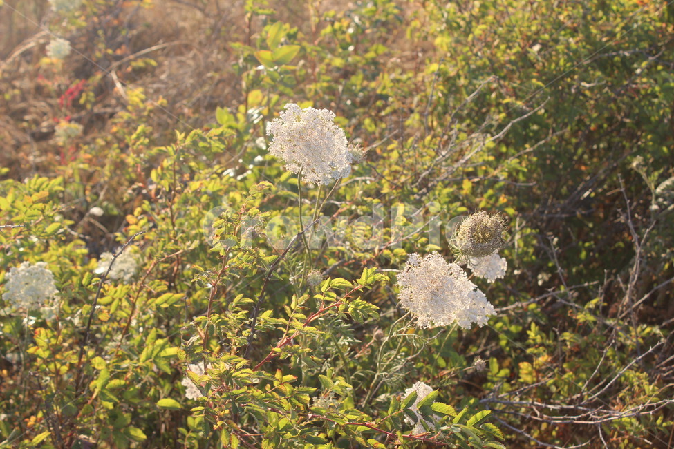 plant,식물,flower,blossom,꽃,식물,자연,plants,nature
