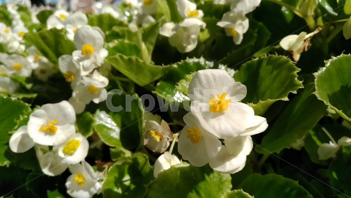꽃,하얀색,식물,광합성,활짝,자연,식물,자연,plants,nature,꽃,flower