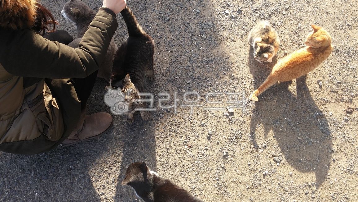 Kitty,attractiveness,Pets,group of cats,kitten,cats,stray cat,mammal,wild cat,cat,animal,mammalia,pet