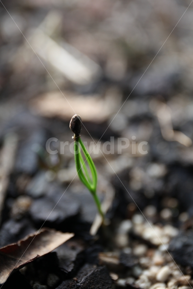 봄,새순,소나무,정원,햇살,식물,자연,plants,nature,봄,계절,spring,season,plant,sprout,새싹